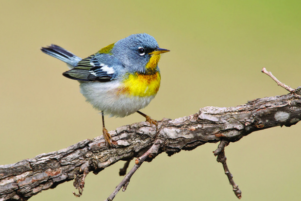 След десетилетия изследвания стана ясно: Климатичните промени смаляват птиците