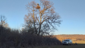 40 изкуствени гнезда поставиха за застрашения царски орел
