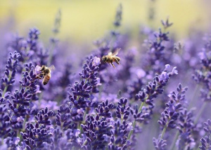 Пчелата - най-важното живо същество на планетата