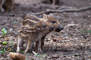 Удължават срока за групов лов на дива свиня заради Африканската чума