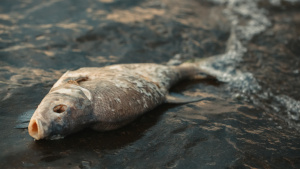 Фирма, преработваща пластмаса, е замърсила река Марица и убила тонове риба