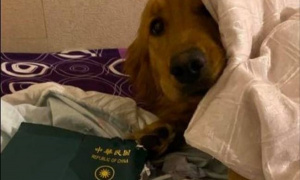 Как кучето Кими спаси собственика си от пътуване до Китай?