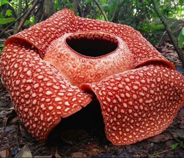 Откриха най-голямото "цвете-чудовище" в Индонезия