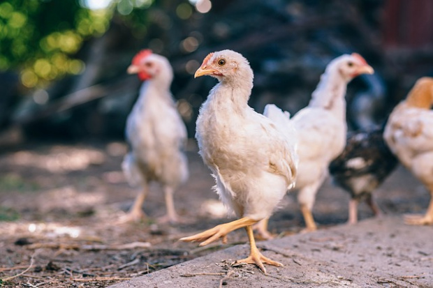 ЕС забранява вноса на птиче месо от Украйна
