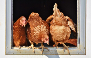 Заради птичия грип: 6000 патици ще бъдат умъртвени във фермата край Раковски