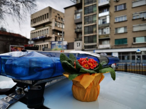Нежна акция! Катаджиите в Пловдив спират масово жени зад волана, за да им подарят цвете