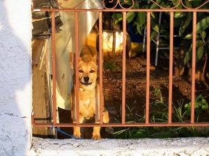 След епидемията: Китайски град забрани продажбата и яденето на кучета и котки