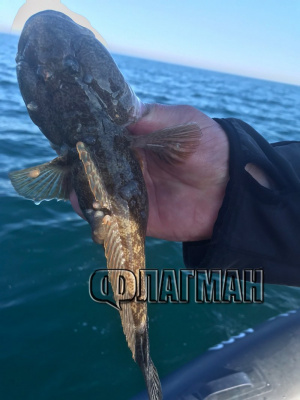 Стряскащ улов в Черно море: Калкан с екзема и попче с брадавици заради замърсяването (ВИДЕО)