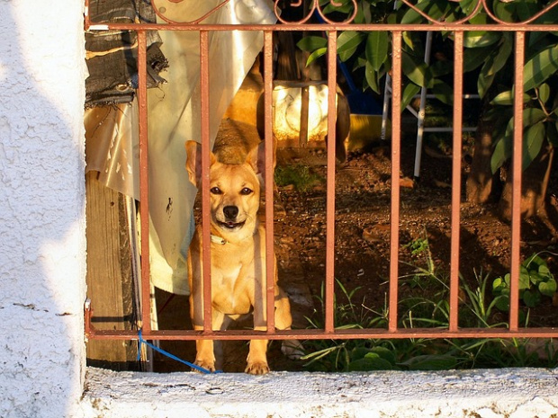 След епидемията: Китайски град забрани продажбата и яденето на кучета и котки