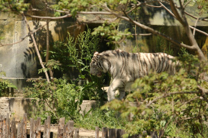 Зоопаркът в София отваря утре, но с ново работно време! Хвалят се с бял тигър със сини очи
