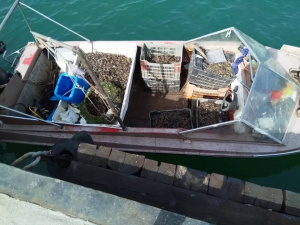 Спипаха двама бракониери на Морска гара в Бургас със 120 кила черна мида