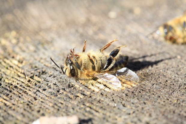 БАБХ: Морът на пчели край Плевен не е породен от продукт за растителна защита
