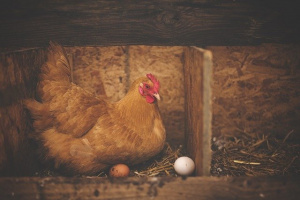 Птичи грип във ферма за кокошки край Асеновград