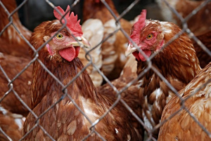 Нюкясълска болест по птици в две лични стопанства във Видинско, умъртвяват ги