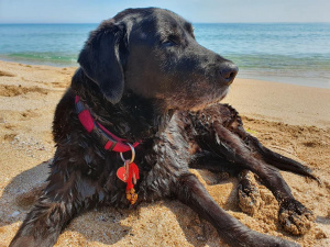 Кучета не бива да бъдат допускани на охраняеми плажове! Видите ли такива - звънете на 112 - глобите са до 5000 лева