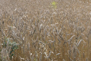 Над 4.6 млн. тона пшеница ожънаха фермерите