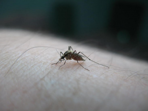 Комарите пренасят западнонилски вирус, но не и COVID-19