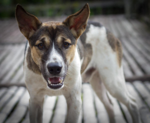 30 кучета са нагъчкани в двор в Бояна, вият и се самоизяждат