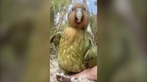 Пълнички и много сладки папагали станаха птици на годината (ВИДЕО)