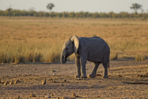 Кааван, най-самотният слон в света, най-накрая ще бъде пуснат на свобода