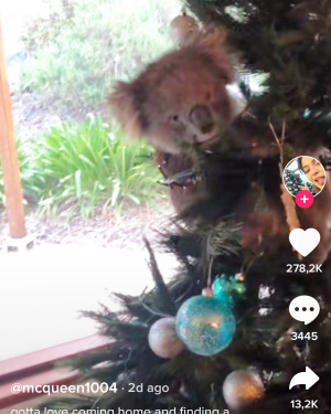 Най-сладкото нещо в мрежата днес: Коала се влюби в коледното дърво на австралийско семейство (ВИДЕО/СНИМКИ)