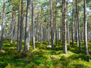 Държавните предприятия инвестираха над 1,1 млн. лв. за закупуване на частни горски имоти през 2020 г.