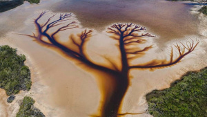 Зрелищно откритие: Езеро в Австралия прилича удивително на Дървото на живота (СНИМКА)