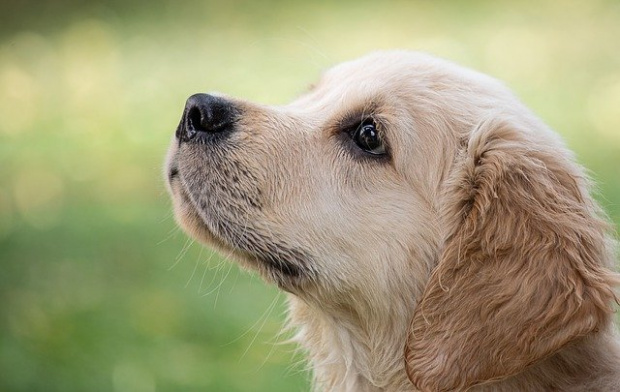 Може ли обонянието на кучетата да служи за откриване и ранна диагностика на COVID-19?
