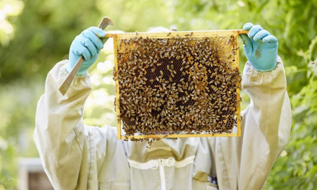 Огромен проблем с пчелите, пчеларите са в колапс и готвят национален протест