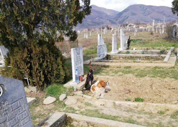 Куче стои неотлъчно до гроба на човек, починал преди 40 дни в село Дъбово