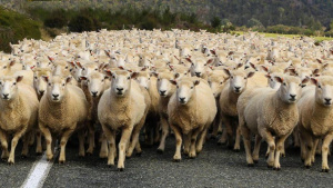 Овцевъди: В България има стотици хиляди ”виртуални овце” за източване на субсидии