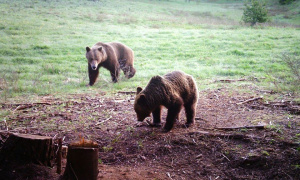 Пет мечки бродят край родопски села и всяват ужас