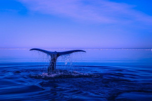 „Прегръщащи се“ критично застрашени китове шокираха учените (ВИДЕО)