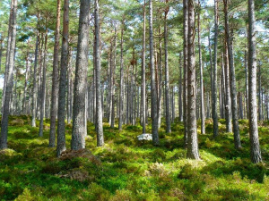 Нови смени: Началниците на горските държавни предприятия са освободени