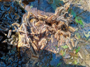 СНИМКИ Апокалиптична гледка! Дърветата по Южното Черноморие са нападнати от гъботворка и са оплешивели