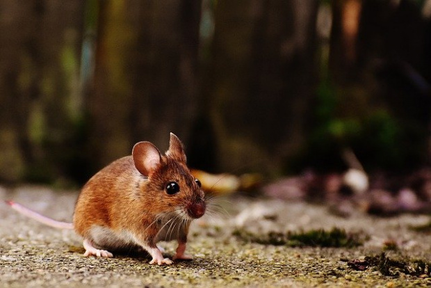 Нашествие на мишки в Австралия - евакуират цял затвор
