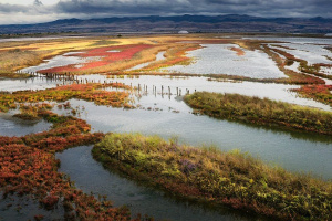 Екокатастрофа заплашва Атанасовското езеро, алармират природозащитници