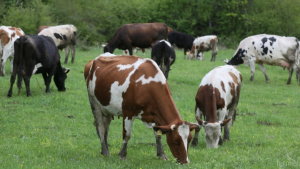 Министър Бозуков: Констатирани са множество виртуални животни във фермите