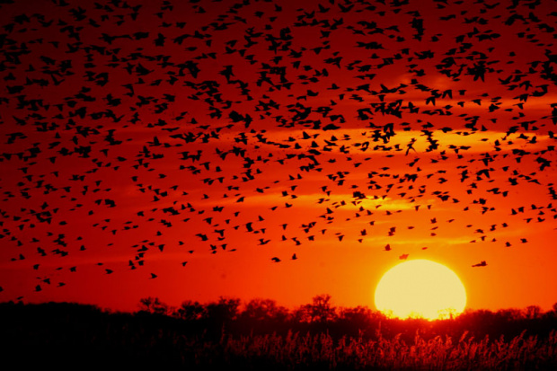 Непозната болест убива хиляди птици в САЩ