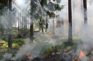 Горски пожар бушува в Кюстендилско
