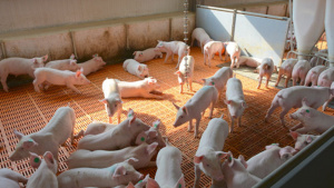 Заради чумата: Свиневъдите искат спешна среща с премиера и земеделския министър