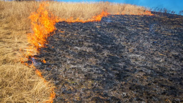 Пламъците в гората край Сандански взеха жертви