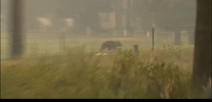 Пожарът в Калифорния се разраства: Видео показва как мече бяга от огъня