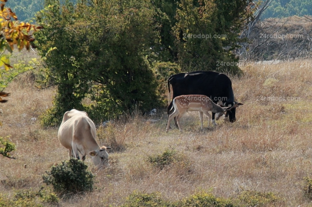 ВИДЕО Елен-лопатар се привърза към стадо крави в село Кьосево, пасе с тях и дори влиза в обора