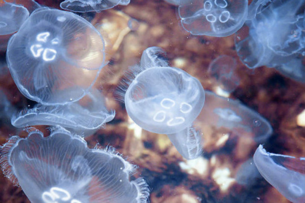 Отровни медузи окупираха бреговете на Цикладските острови в Егейско море