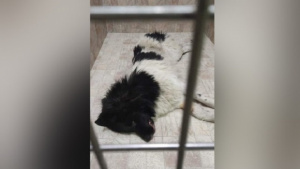 След жестокостта с прегазеното куче на Бъдни вечер: Мало Конаре излиза на протест