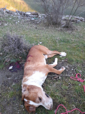 Драма в Кърджалийско - убиха Чакал - едно от най-добрите ловни кучета в България СНИМКА