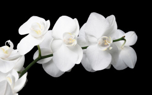 Легенда за Бялата орхидея