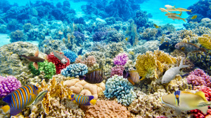 Колосално! Австралия спасява Кораловия риф с 525 млн. британски лири