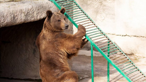 ВИДЕО Млада майка метна нарочно 3-годишното си дете в лапите на мечка в зоопарк